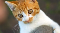 Cats Animals Kittens