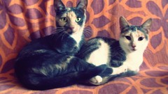 Cats Animals Kittens