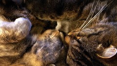 Cats Animals Kittens