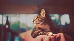 Cats Animals Kittens