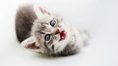 Cats Animals Kittens