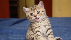 Cats Animals Kittens