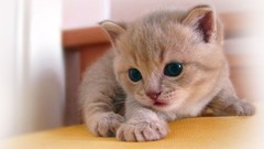 Cats Animals Kittens