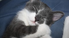 Cats Animals Kittens