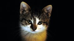 Cats Animals Kittens