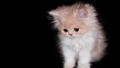 Cats Animals Kittens