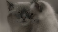 Cats Animals Kittens