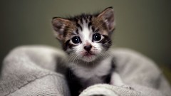 Cats Animals Kittens