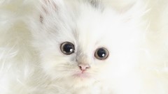 Cats Animals Kittens