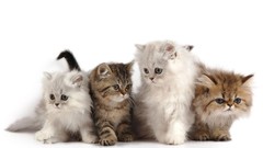 Cats Animals Kittens