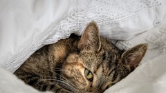 Cats Animals Kittens