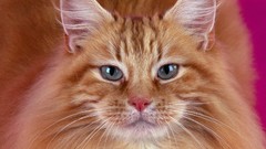 Cats Animals Kittens