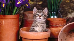 Cats Animals Kittens