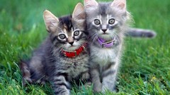 Cats Animals Kittens