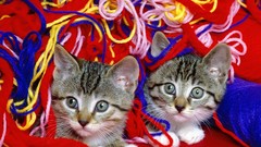 Cats Animals Kittens