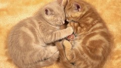 Cats Animals Kittens