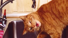 Cats Animals Kittens