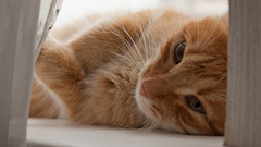 Cats Animals Kittens