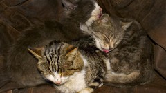 Cats Animals Kittens