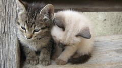 Cats Animals Kittens