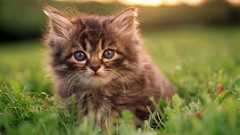 Cats Animals Kittens
