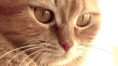 Cats Animals Kittens