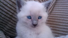 Cats Animals Kittens animal