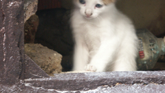 Cats Animals Kittens animal