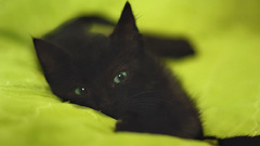 Cats Animals Kittens baby