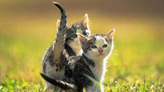 Cats Animals Kittens baby