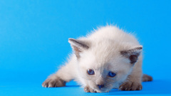Cats Animals Kittens blue
