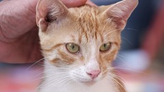 Cats Animals Kittens depth