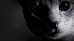 Cats Animals Kittens greyscale