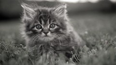 Cats Animals Kittens greyscale