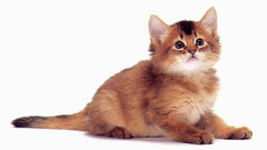 Cats Animals Kittens katze