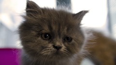 Cats Animals Kittens Persian