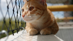 Cats Animals Kittens pets