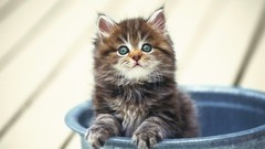 Cats Animals Kittens pets