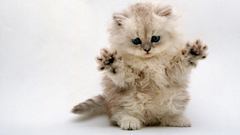 Cats Animals Kittens Simple