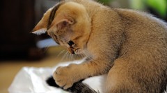 Cats Animals Kittens whiskers