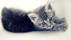 Cats Animals Kittens white