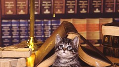 Cats Animals Lamps Books