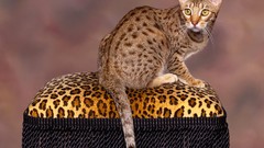 Cats Animals leopard print