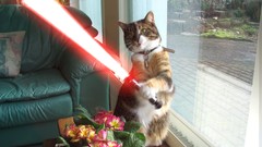 Cats Animals lightsabers