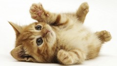 Cats Animals little Kittens
