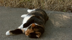 Cats Animals lying down