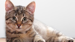 Cats Animals lying down