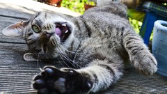 Cats Animals lying down