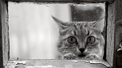 Cats Animals monochrome