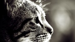 Cats Animals monochrome